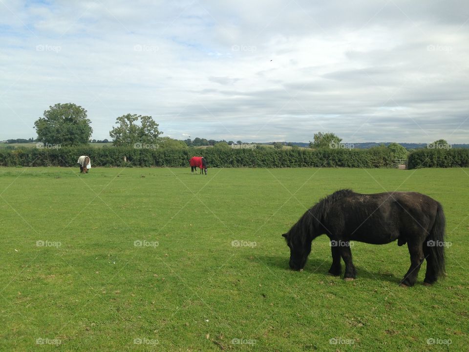 Horses. Horses in the field 
