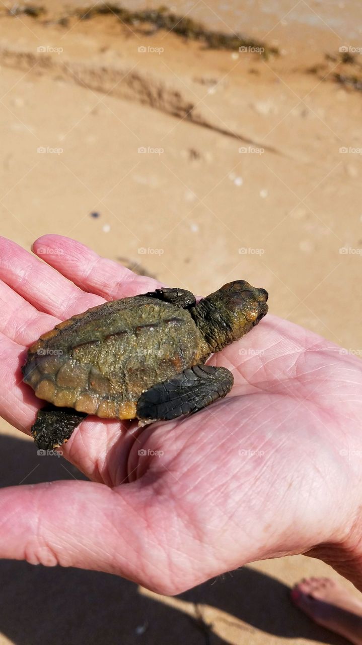 Saving turtles in Florida