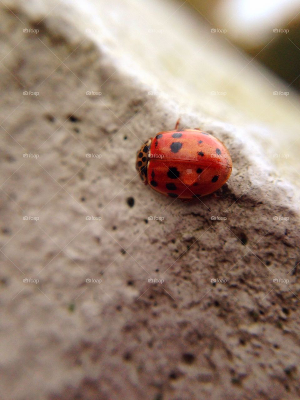 Closeup of a ladybug