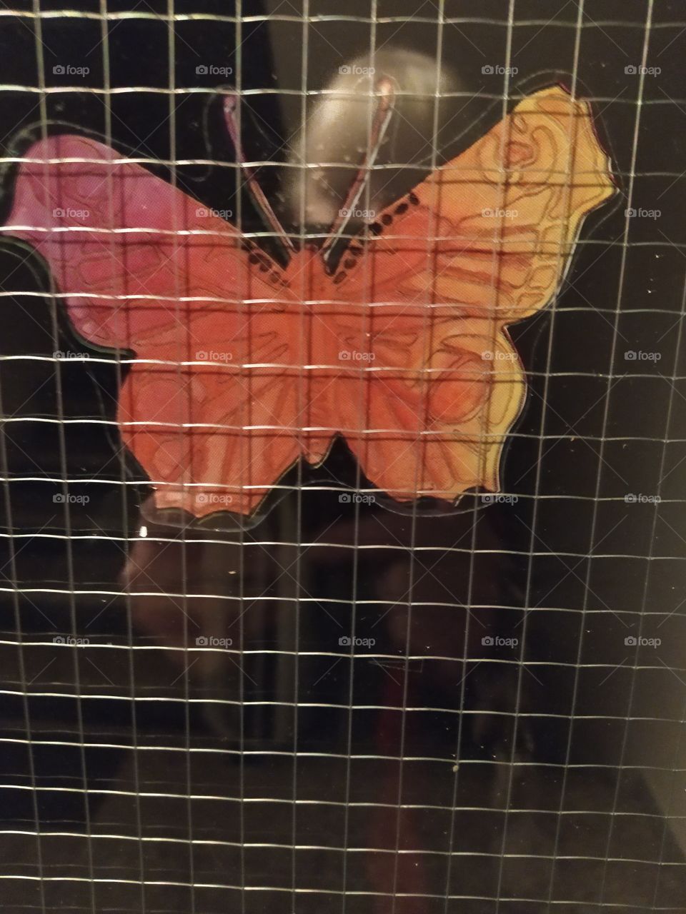 butterfly on window
