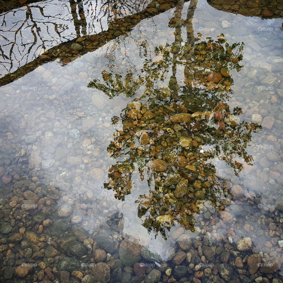 Reflection in water