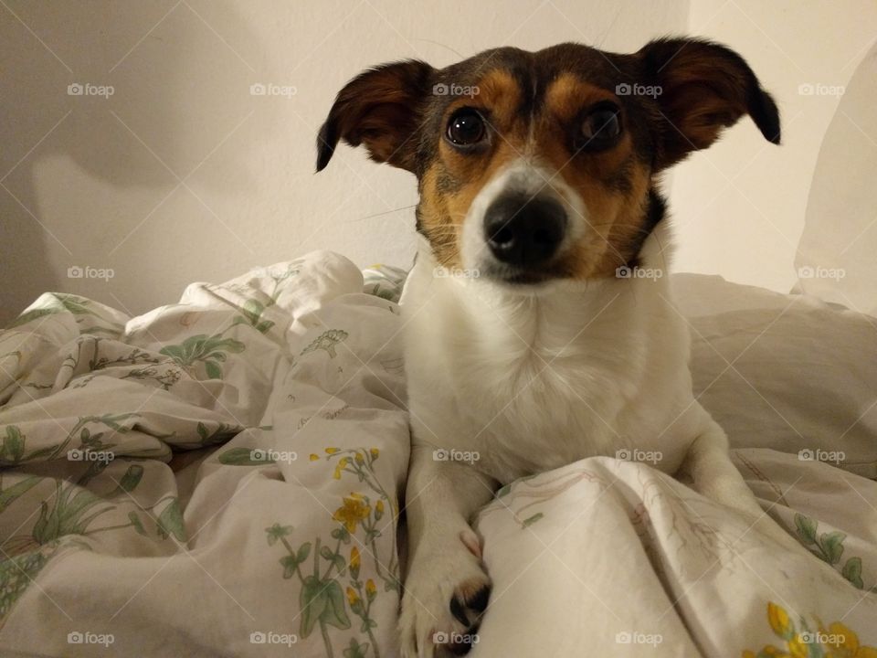A dog sitting in a bed