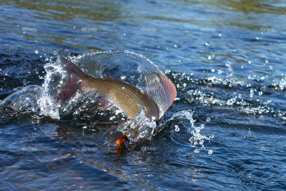 Hooked grayling jumping and fighting in an Arctic river caught with spinner lure by fisherman in Lapland in Sweden in Kiruna in August 2021.