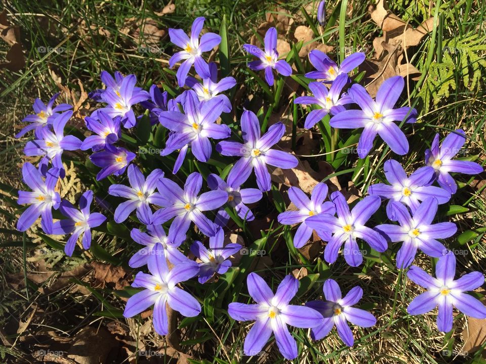 Hepatica near our house, spring is here