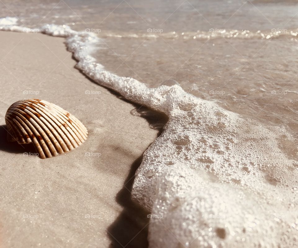 Sea shell 🌅