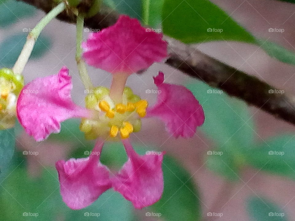 Flower