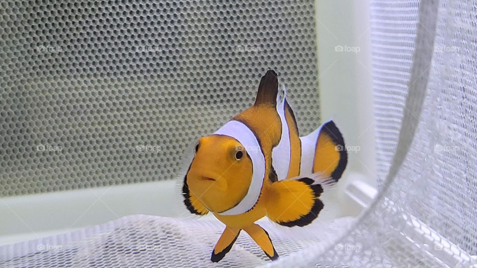 Nemo