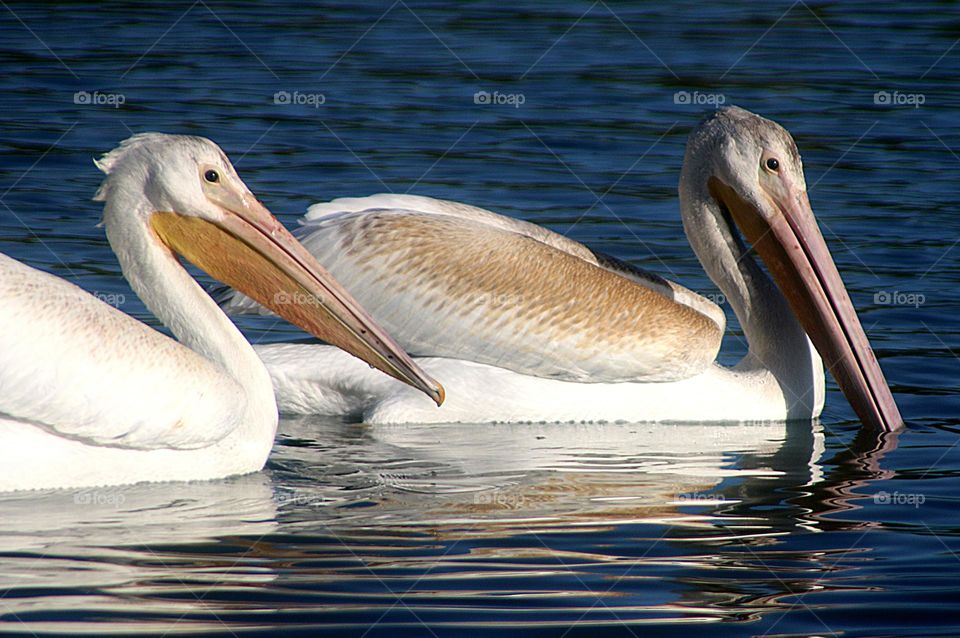 White Pelicans in Blue Water