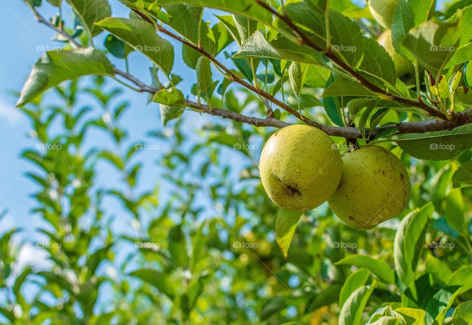 Golden delicious apples on tree with rain drops