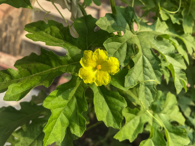 A baby flower 