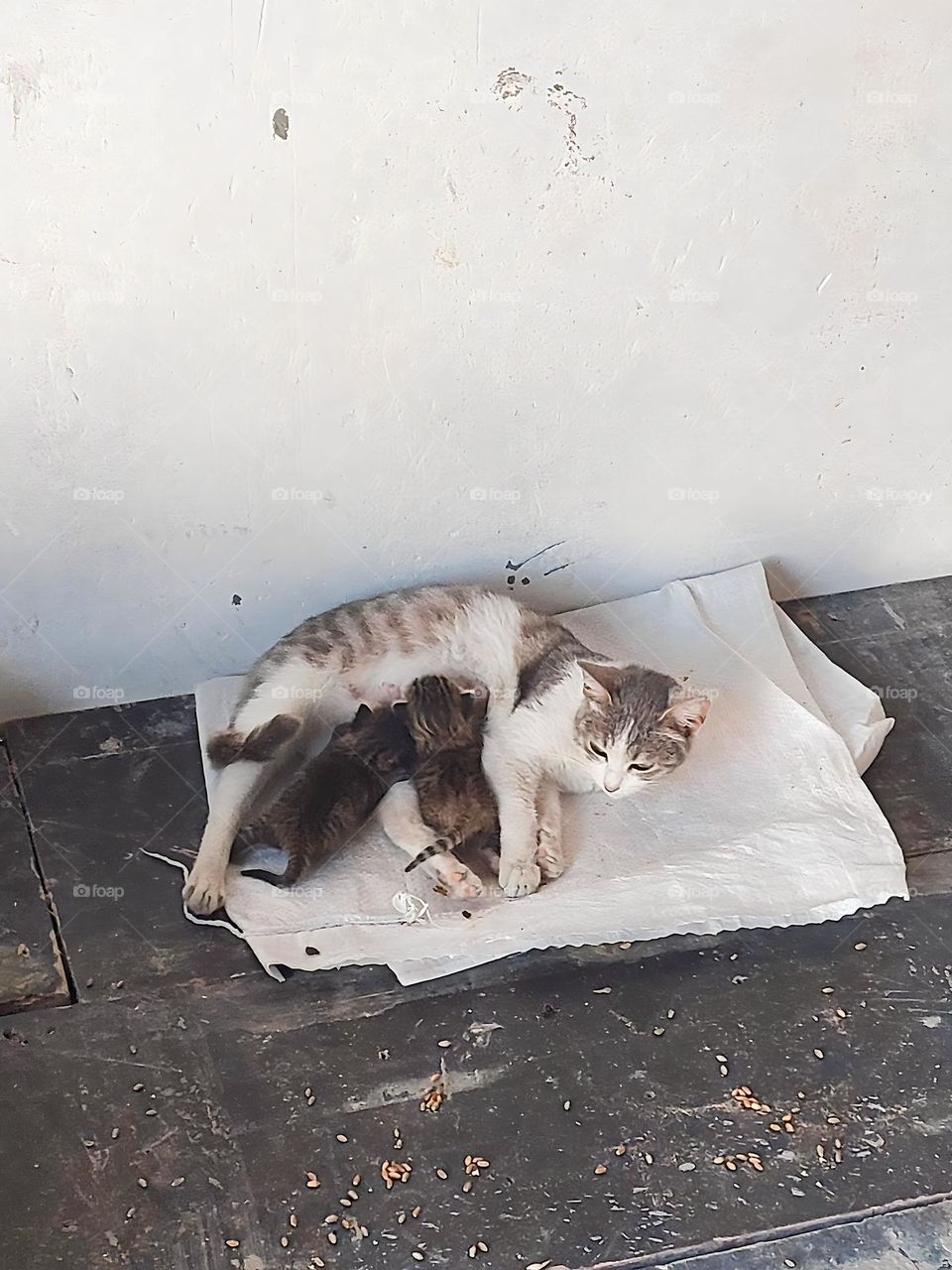 mother cat