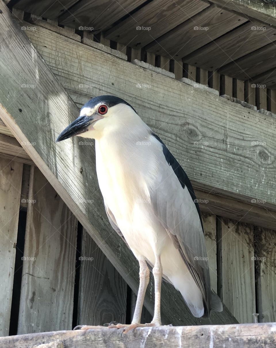 Black-crowned Night Heron