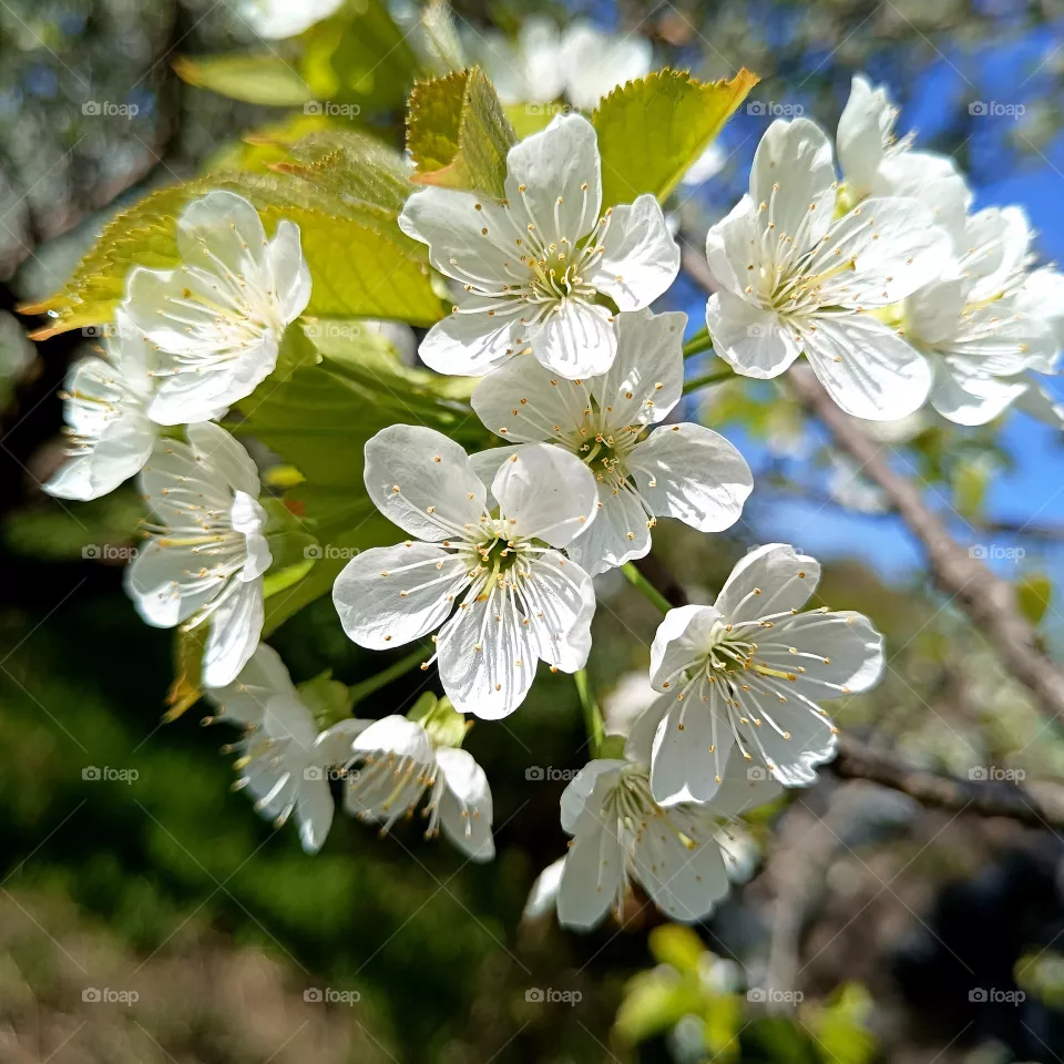 Cherry blossoms
