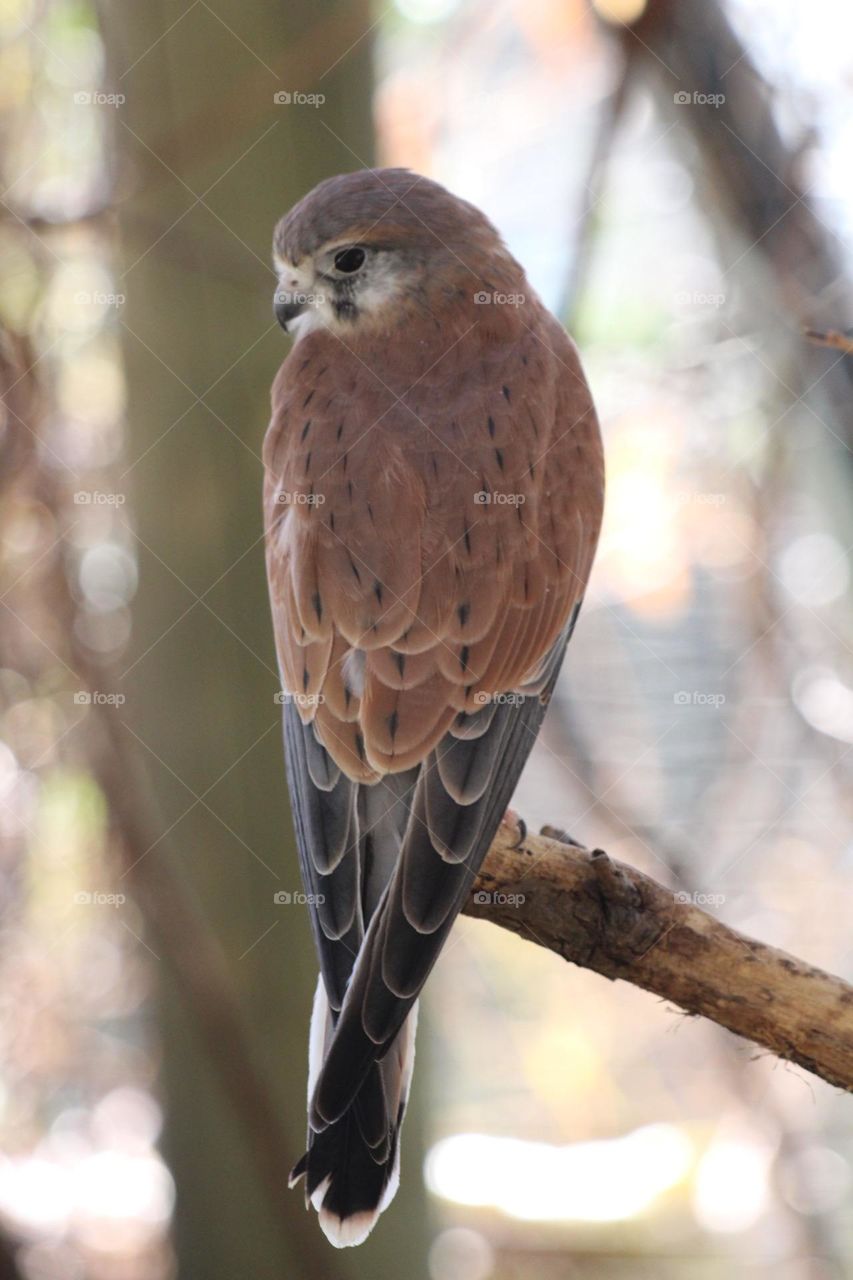 A brown falcon, it’s shape and colours light up in the world