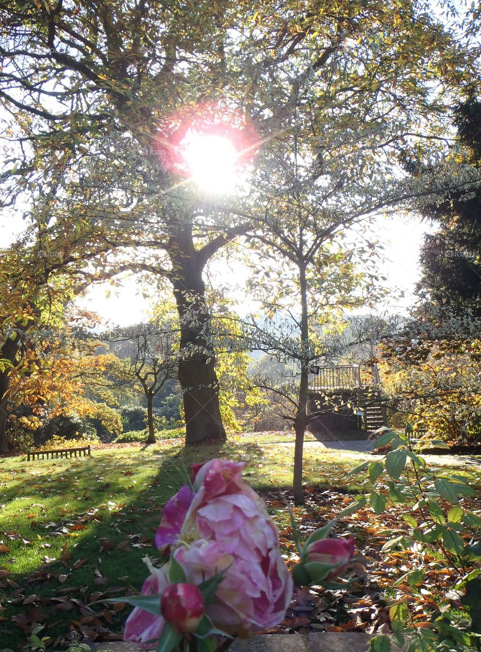 Rose and sun stuck in a tree