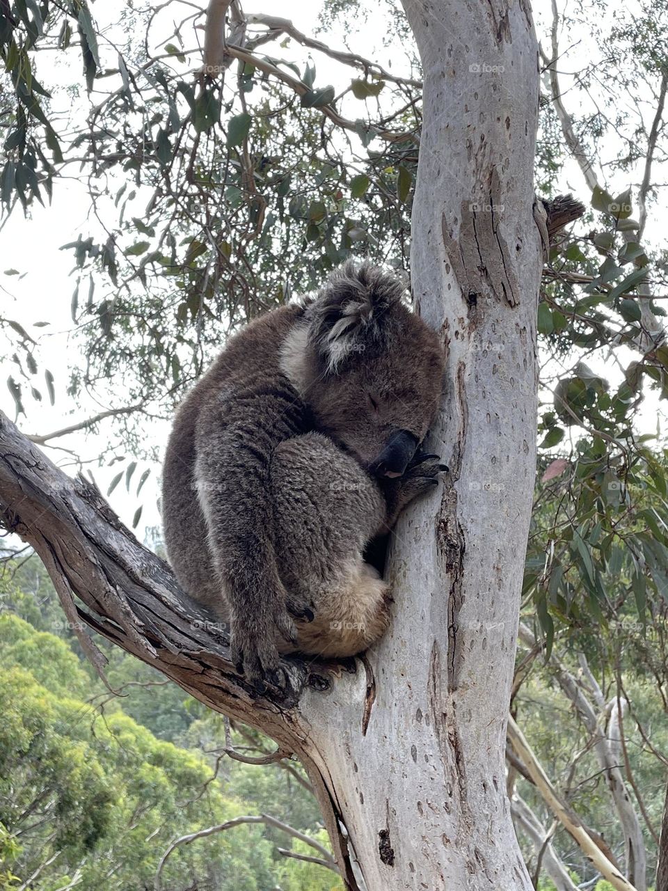 A native koala in a gumtree in Australia 