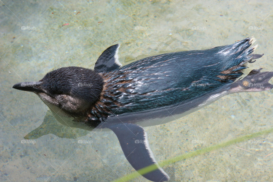 black water zoo swimming by kshapley