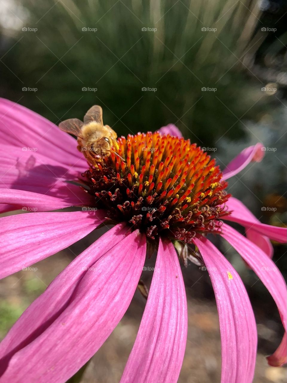 Beautiful Bumble Bee 