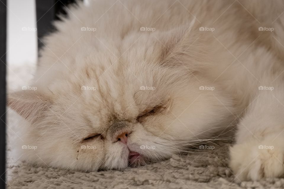 Cute cat is sleeping on floor in pet cafe