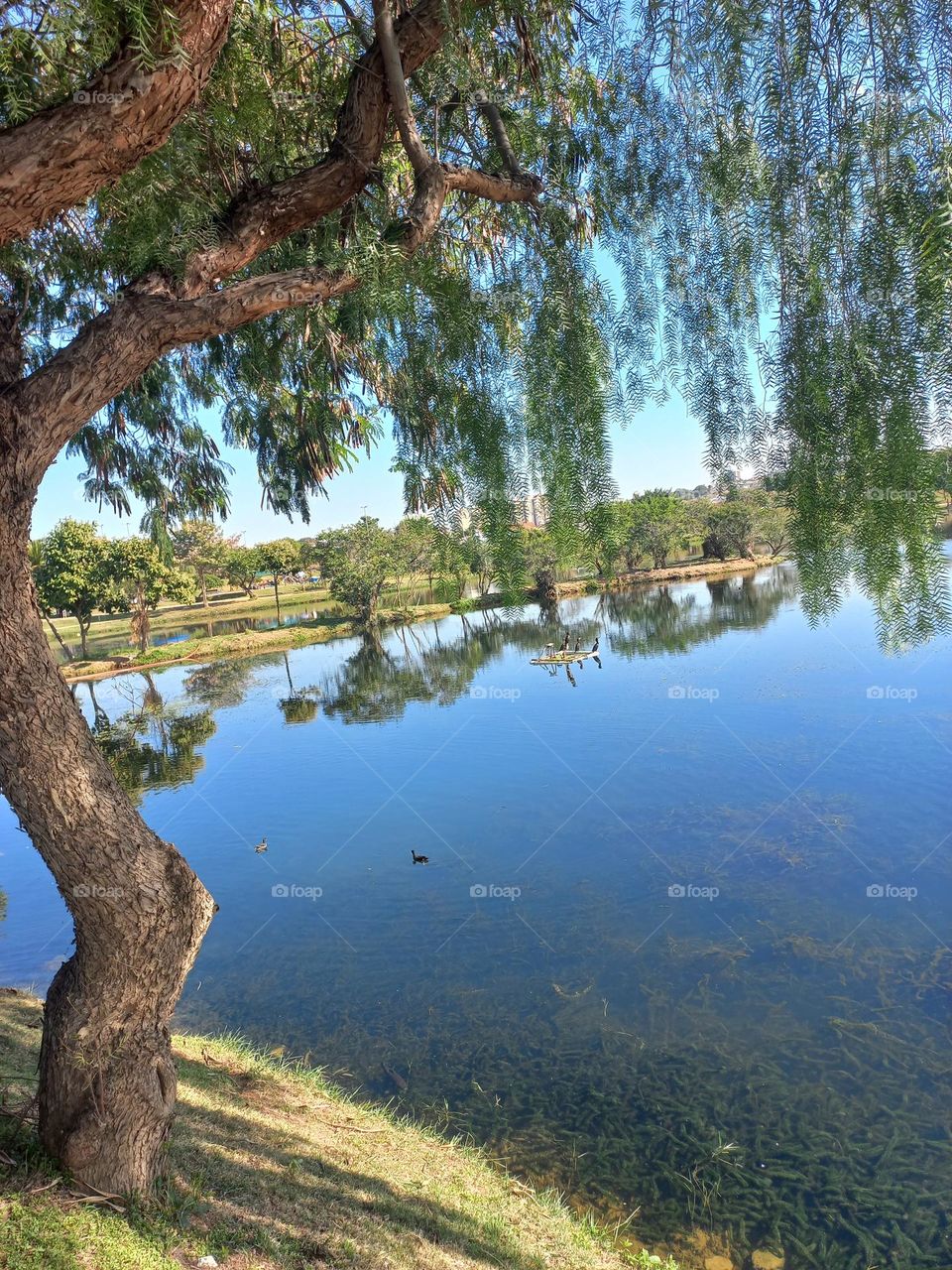 Árvore e o lago. As árvores tem um papel  importante  na manutenção  do equilíbrio  ambiental  global e na regulação  do ciclo hidrológico, influenciando no regime de precipitação,  na proteção  do solo e dos cursos d'água