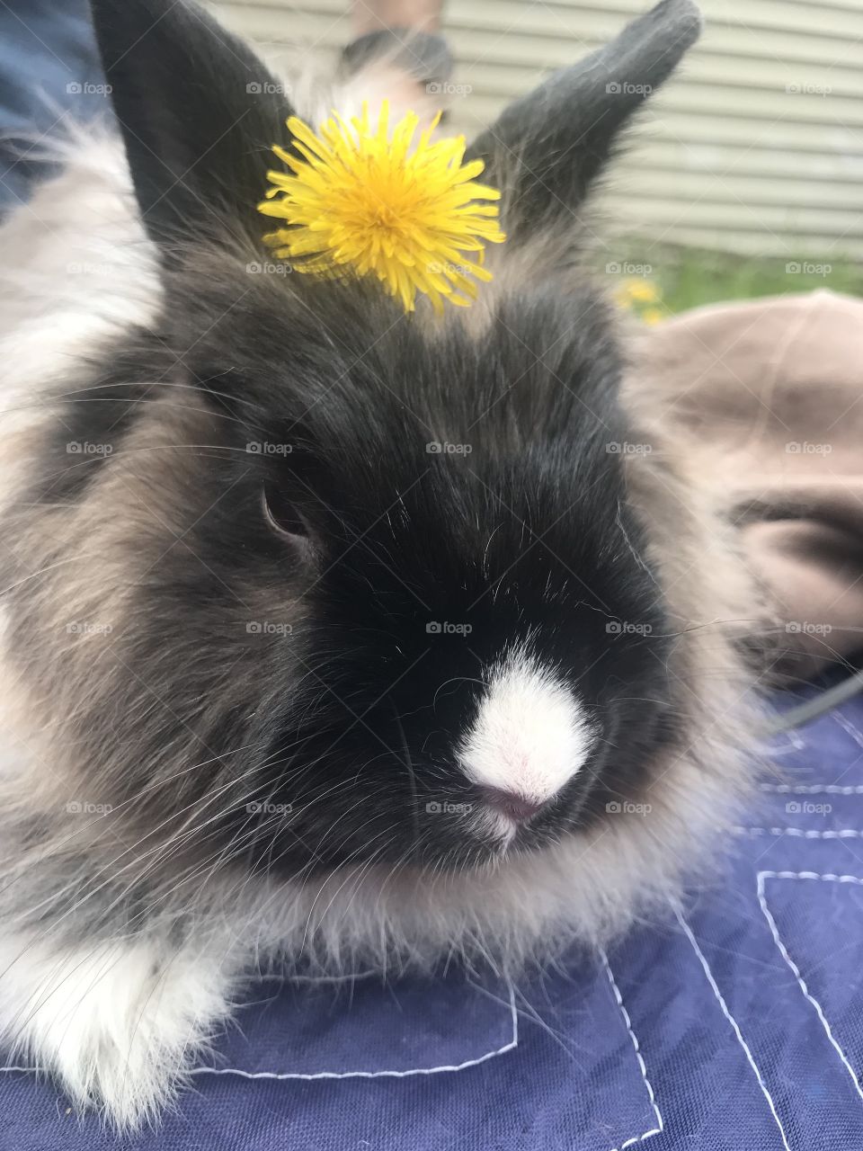 Sun bun