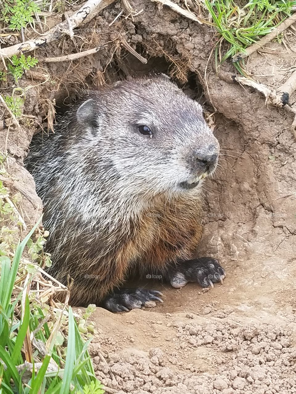 Ground hog taking a break from digging.
