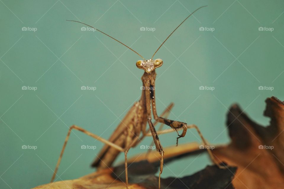 mantis is posing