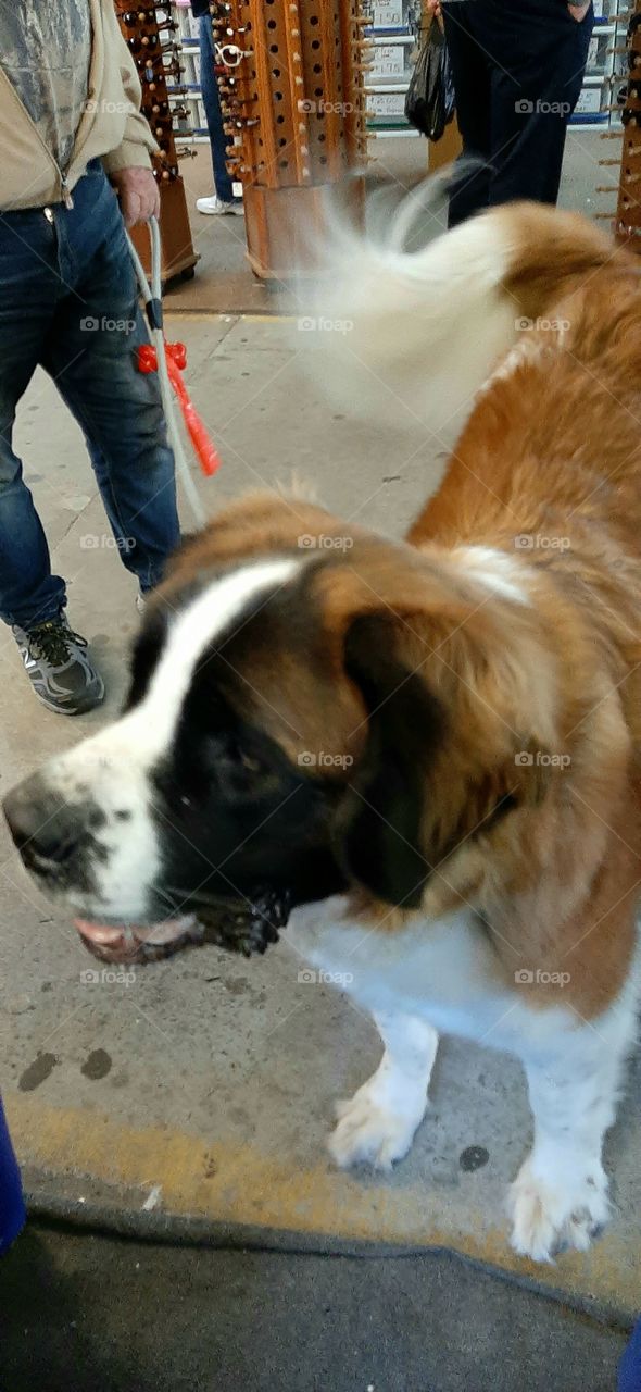 Sally the St. Bernard visiting the flea market stopping by for a treat