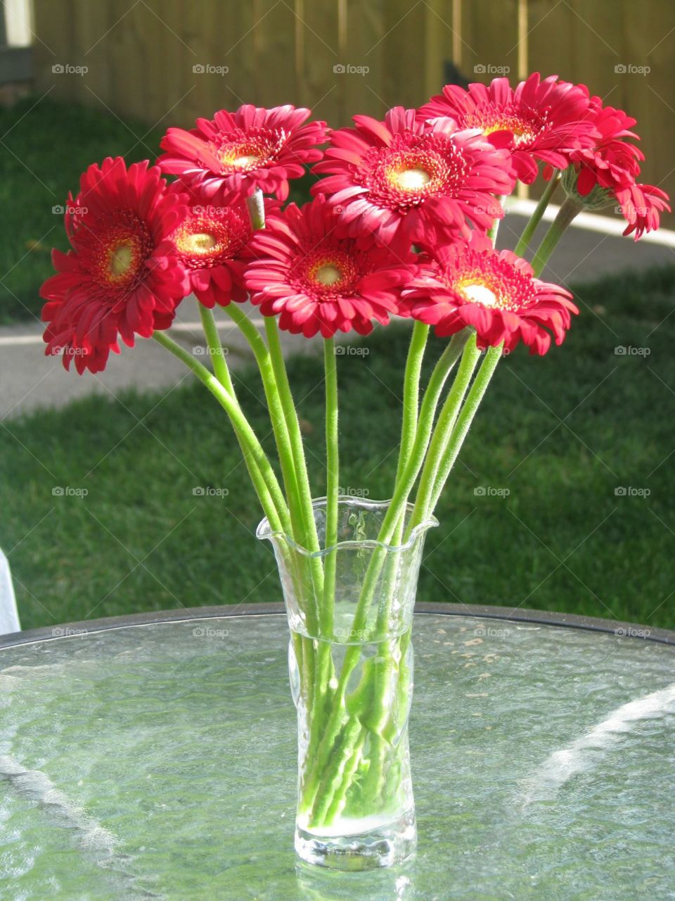 Red gerberdaisies in a vase