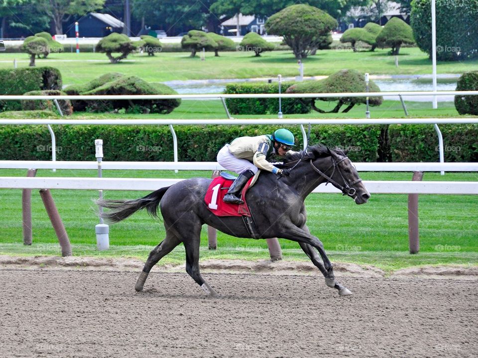 Lemon Liquer. Lemon Liquer wins her debut at Saratoga. This 2 yr-old  dark brown filly is trained by Richard Violette. 
Fleetphoto 