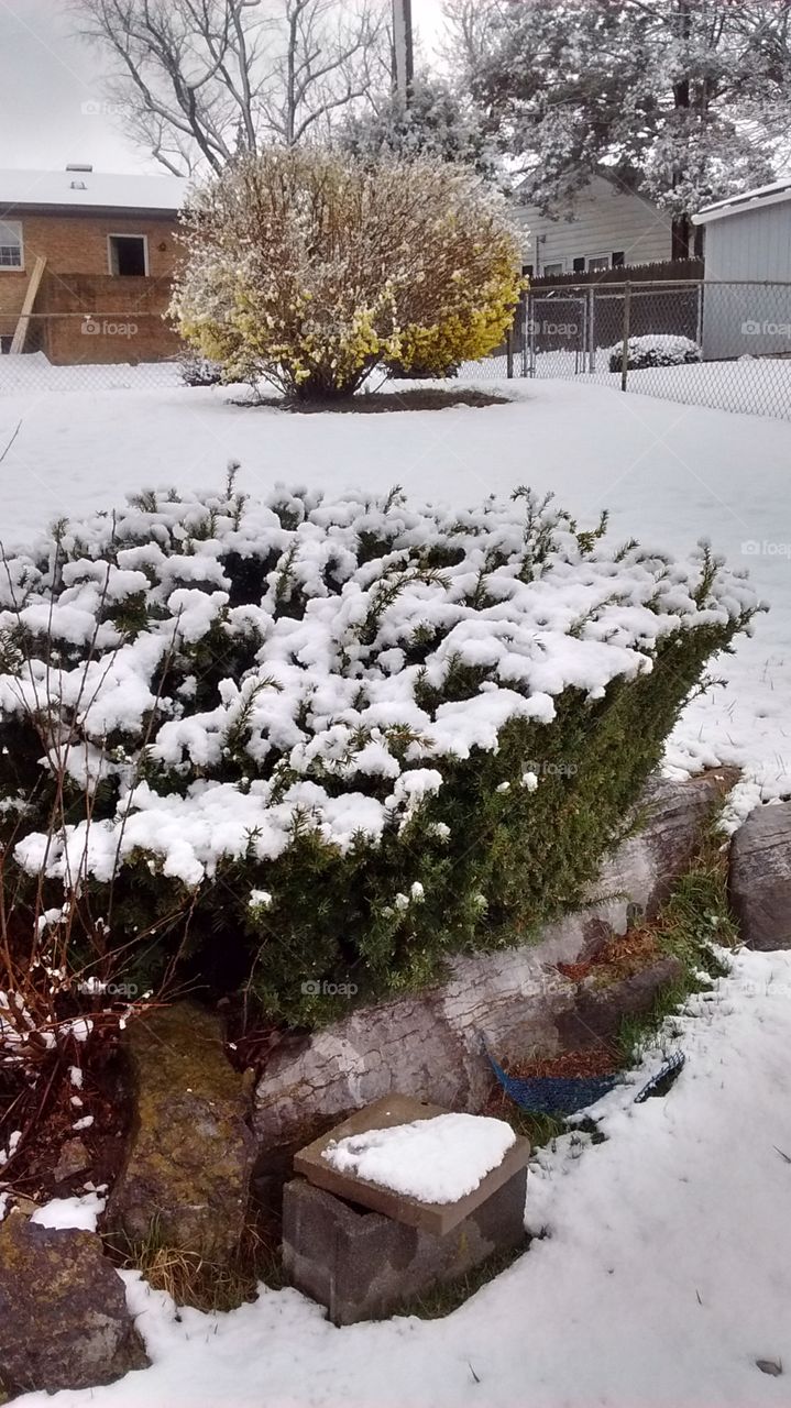 Snowy Green Bushes