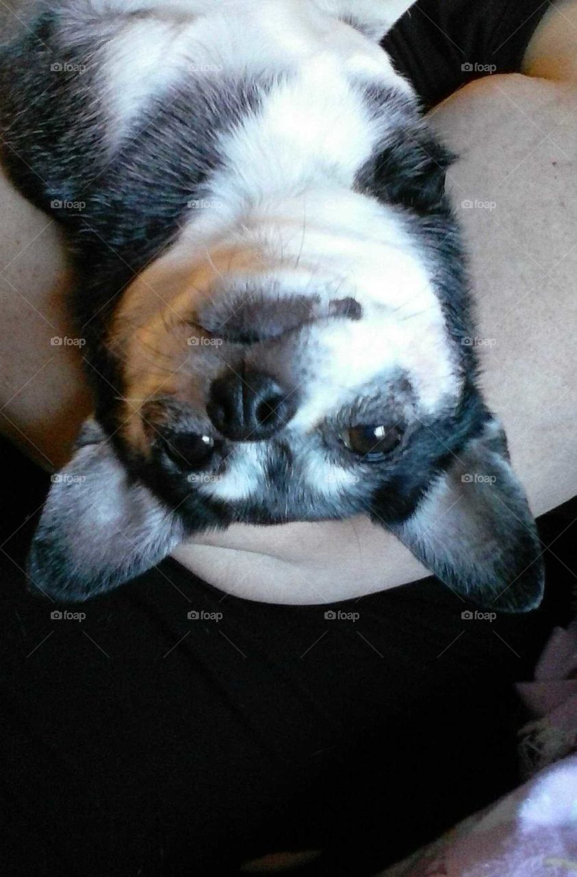 upside down chihuahua