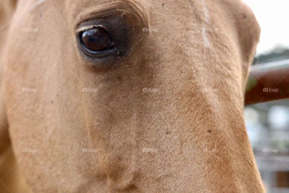 Close up front view horse's eye and head 