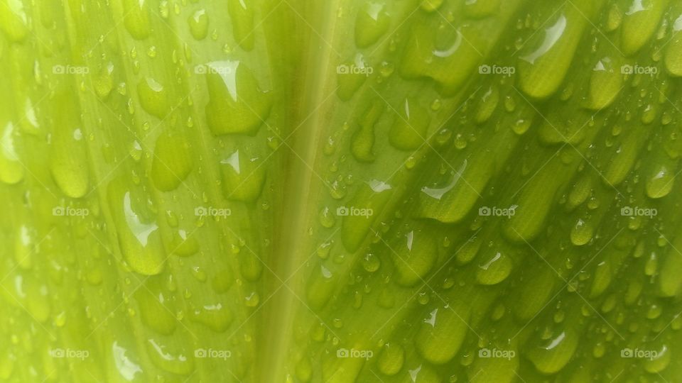 Rain granules in leaves