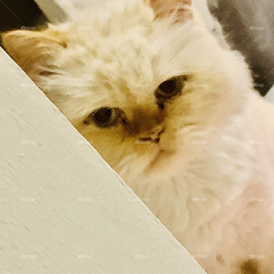 Here’s Rocky my Himalayan cat 💖