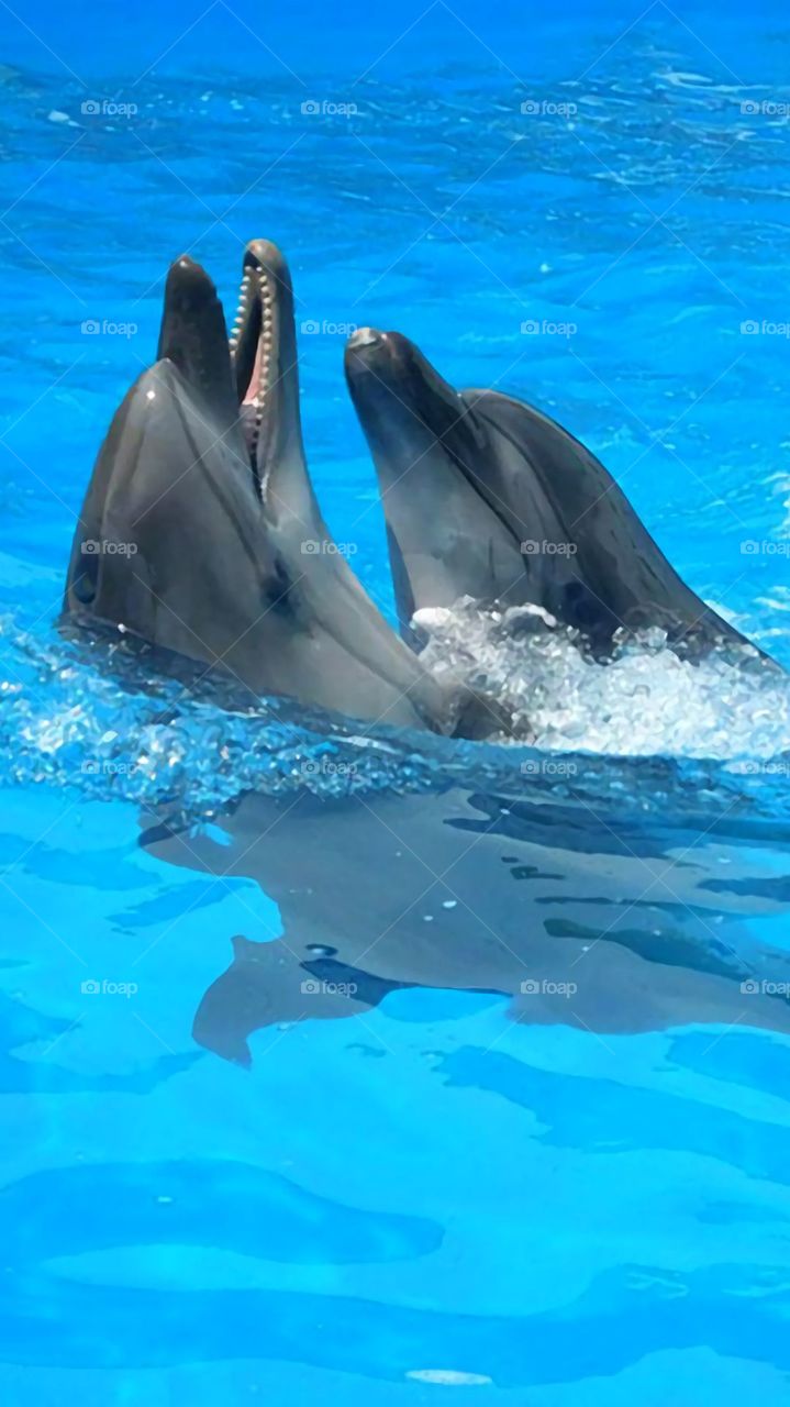 Delfines