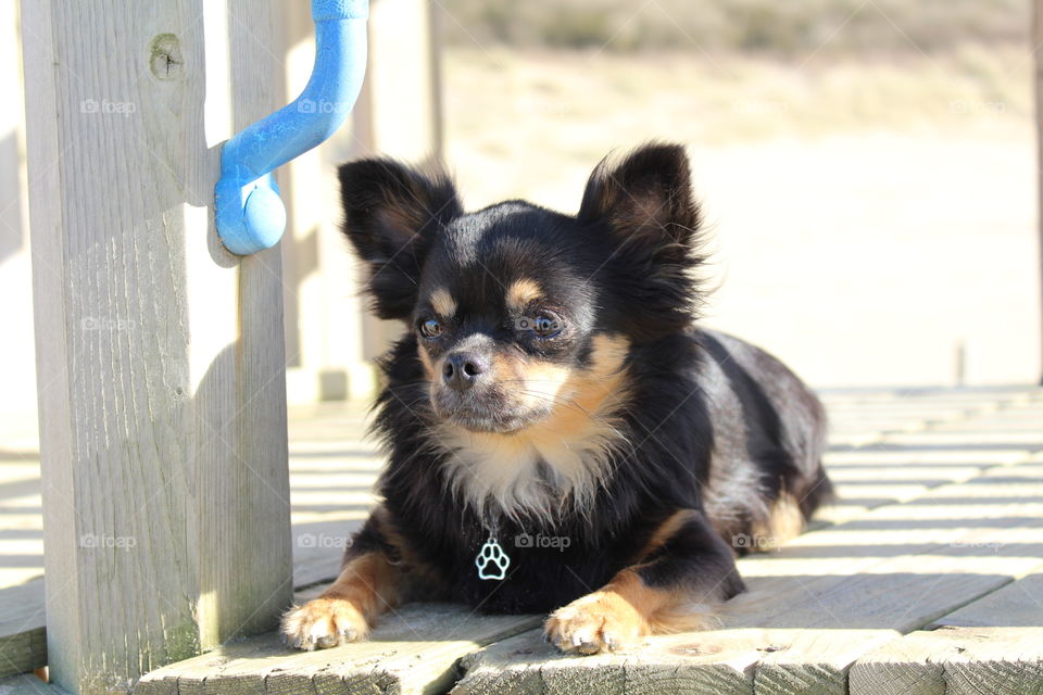 Taiga, a black and tan longcoat Chihuahua ( Female ).
Location: The Netherlands - Scheveningen ( The hague beach )
