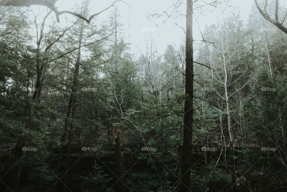 Ridgeline Obscured by Trees