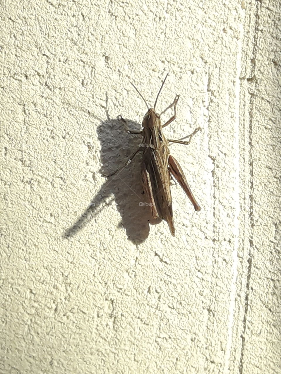 grasshopper, locust, insects, summer