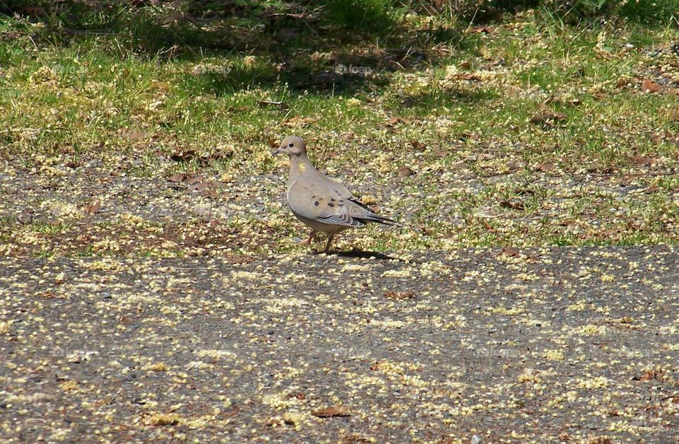 dove. dove in backyard