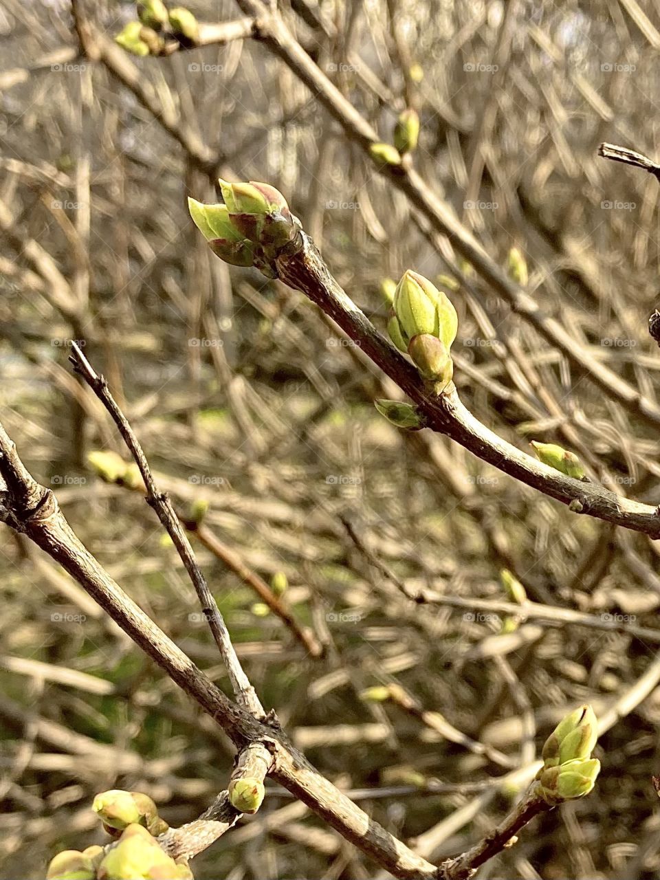 the  spring buds are budding