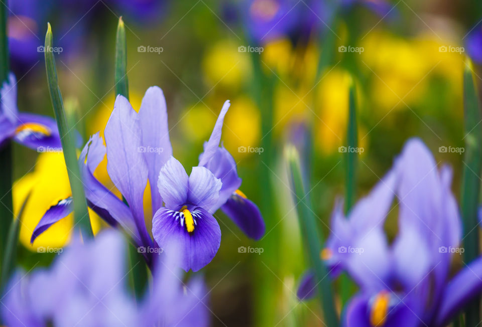 Beautiful purple flowers in bloom