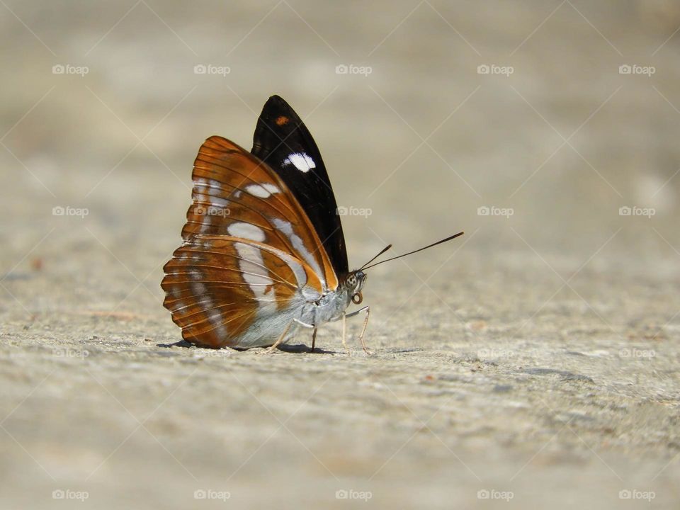 Beautiful and cute butterfly