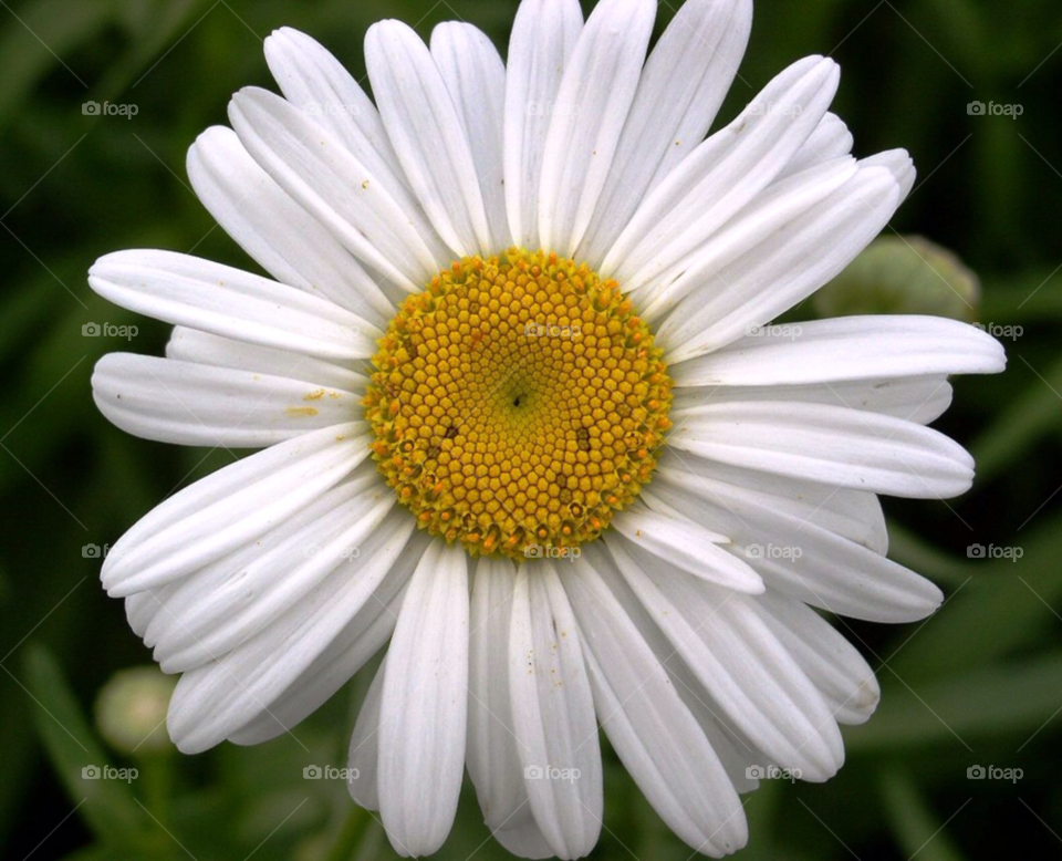 white daisy by refocusphoto