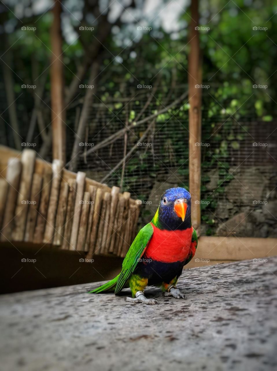 Colourful parrot. Bird portrait. Beautiful little parrot. 
Shooting from below. Unusual shooting angle. Down up. From the ground up.