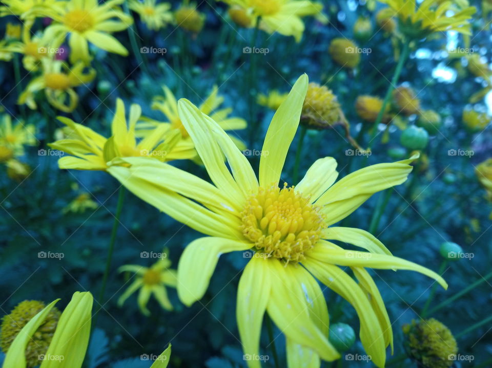 Yellow Flowers