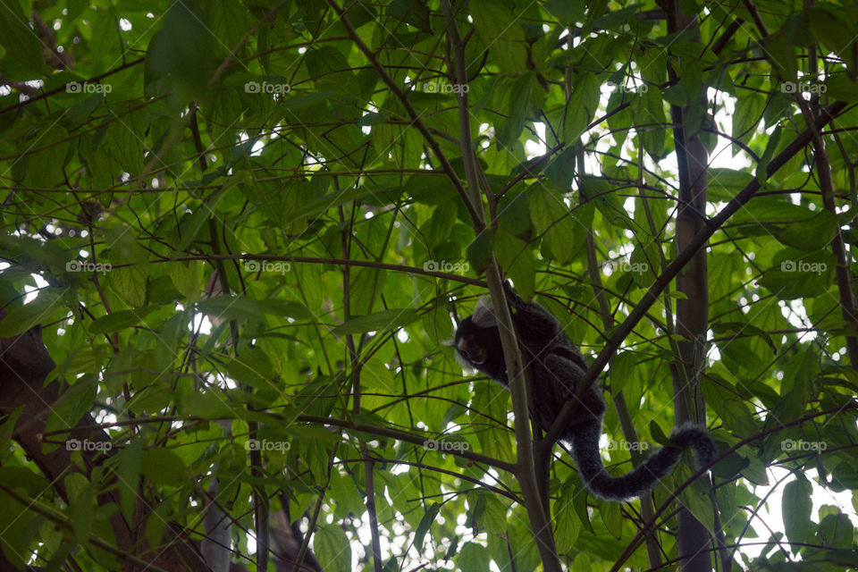 Tree, Rainforest, Leaf, Wood, Jungle