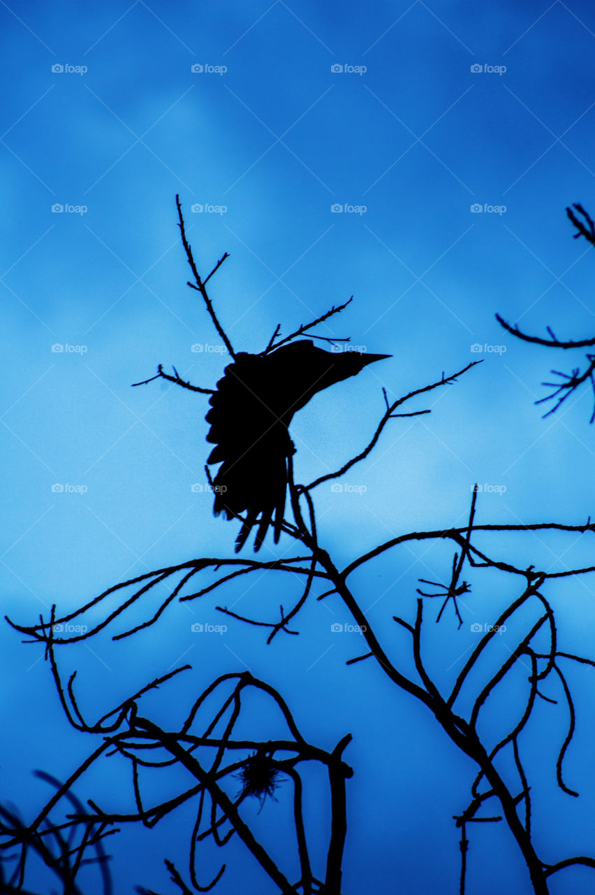 Silhouette of a bird about to take flight.