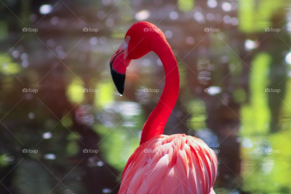 Flamingo