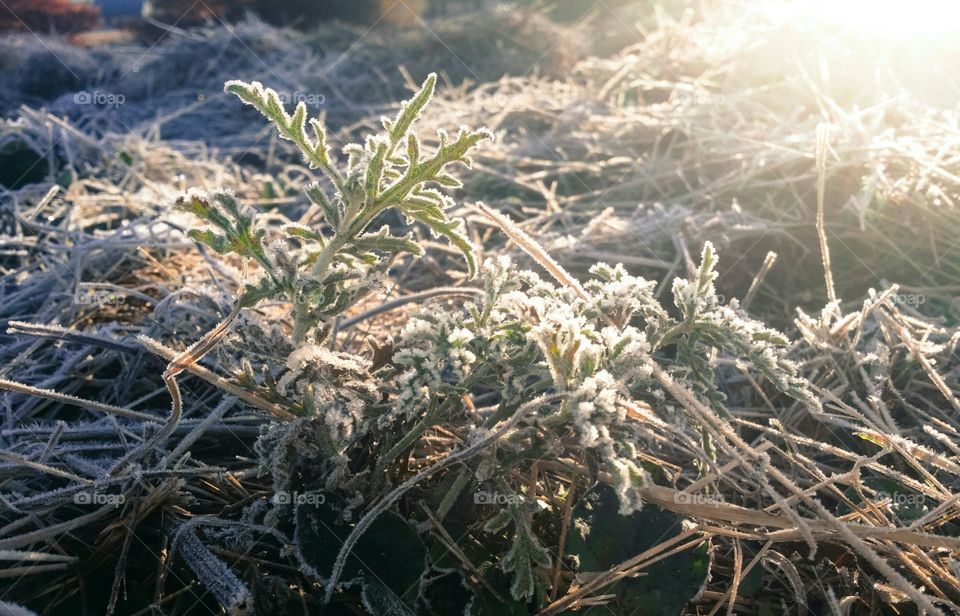 Frost